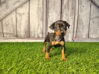 Anna, a female Miniature Pinscher for sale in Fort Wayne, IN – 4 of 6