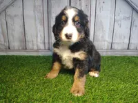 Honey , a female Australian Shepherd and Bernese Mountain Dog for sale in Fort Wayne, IN – 3 of 6