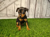 Ava , a female Miniature Pinscher for sale in Fort Wayne, IN – 5 of 6