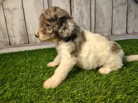 Delilah, a female Miniature Goldendoodle for sale in Fort Wayne, IN – 3 of 4