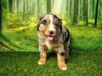 Amika, a female Australian Shepherd and Bernese Mountain Dog for sale in Fort Wayne, IN – 2 of 4