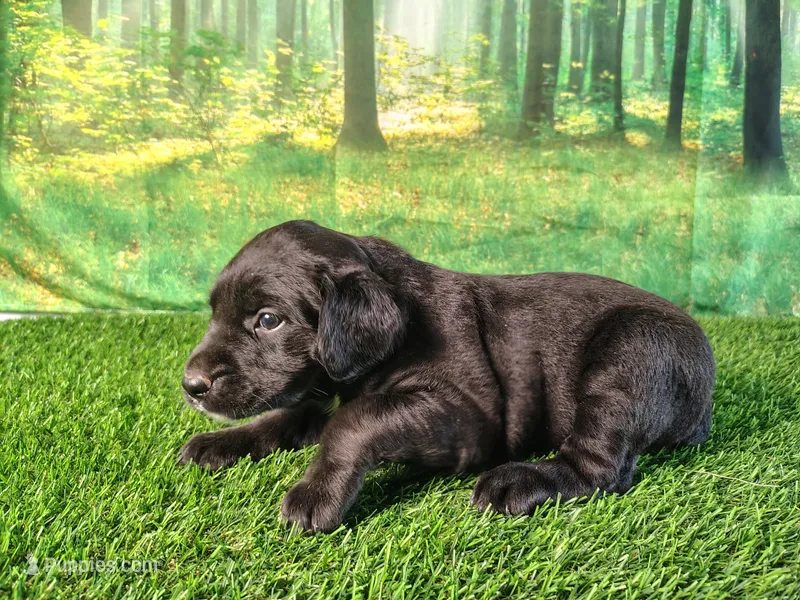 Nala – Golden Retriever, Labrador Retriever puppy for sale in Fort Wayne, IN
