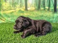Nala, a female Golden Retriever and Labrador Retriever for sale in Fort Wayne, IN – 1 of 3