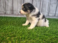 Lola, a female Pomeranian and Poodle - Miniature  for sale in Fort Wayne, IN – 5 of 5