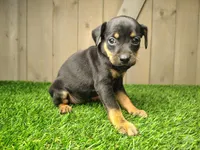 Maggie, a female Miniature Pinscher for sale in Fort Wayne, IN – 4 of 4