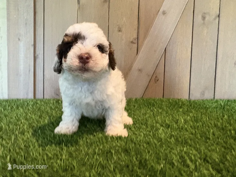Joey – Poodle - Toy  puppy for sale in Fort Wayne, IN