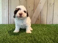 Joey, a male Poodle - Toy  for sale in Fort Wayne, IN – 1 of 5