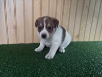 Marlee, a female Australian Cattle Dog and Labrador Retriever for sale in Fort Wayne, IN – 3 of 3