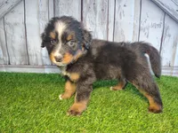 Henry , a male Australian Shepherd and Bernese Mountain Dog for sale in Fort Wayne, IN – 4 of 4