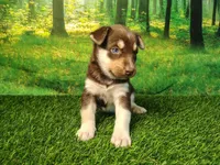 Yana, a female German Shepherd Dog and Siberian Husky for sale in Fort Wayne, IN – 1 of 5