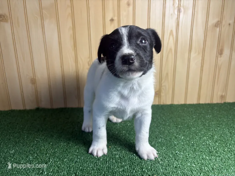 Skip  – Australian Cattle Dog, Labrador Retriever puppy for sale in Fort Wayne, IN