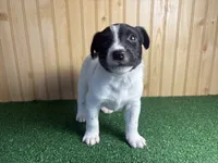 Skip , a male Australian Cattle Dog and Labrador Retriever for sale in Fort Wayne, IN – 1 of 6