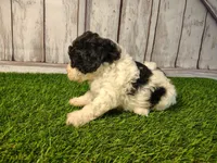 Dash , a male Miniature Goldendoodle for sale in Fort Wayne, IN – 2 of 4