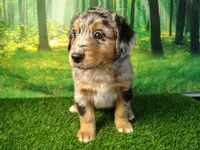 Amira, a female Australian Shepherd and Bernese Mountain Dog for sale in Fort Wayne, IN – 1 of 4