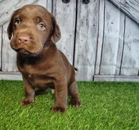 Sarge, a male Labrador Retriever for sale in Fort Wayne, IN – 1 of 3
