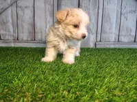 Scout , a male Maltese for sale in Fort Wayne, IN – 3 of 5
