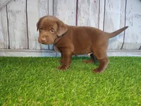 Simba, a male Labrador Retriever for sale in Fort Wayne, IN – 4 of 4