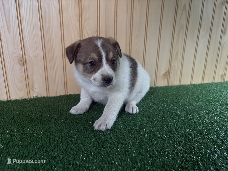 Marlee – Australian Cattle Dog, Labrador Retriever puppy for sale in Fort Wayne, IN