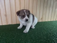 Marlee, a female Australian Cattle Dog and Labrador Retriever for sale in Fort Wayne, IN – 1 of 3