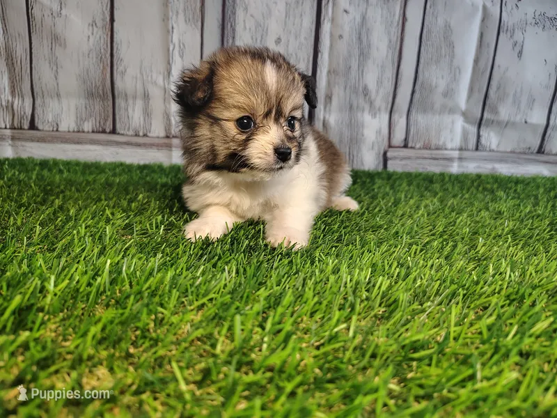 Luna – Pomeranian, Poodle - Miniature  puppy for sale in Fort Wayne, IN