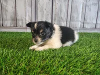 Lincoln, a male Pomeranian and Poodle - Miniature  for sale in Fort Wayne, IN – 2 of 4