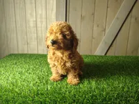 Jill , a female Poodle - Toy  for sale in Fort Wayne, IN – 3 of 6