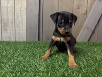 Scout, a male Miniature Pinscher for sale in Fort Wayne, IN – 2 of 6