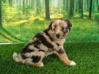 Tank, a male American Bulldog and Australian Shepherd for sale in Fort Wayne, IN – 5 of 5