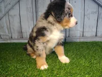 Hudson, a male Australian Shepherd and Bernese Mountain Dog for sale in Fort Wayne, IN – 2 of 6