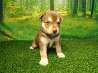 Yukon, a male German Shepherd Dog and Siberian Husky for sale in Fort Wayne, IN – 5 of 5
