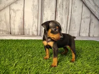 Anna, a female Miniature Pinscher for sale in Fort Wayne, IN – 6 of 6