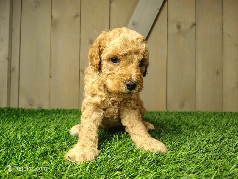 Lucas – Poodle - Miniature  puppy for sale in Fort Wayne, IN