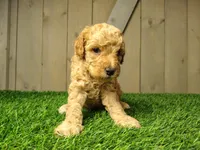 Lucas, a male Poodle - Miniature  for sale in Fort Wayne, IN – 1 of 4