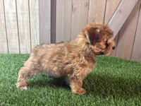 Ember, a female Morkie for sale in Fort Wayne, IN – 4 of 9