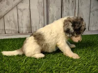 Delilah, a female Miniature Goldendoodle for sale in Fort Wayne, IN – 2 of 4