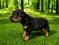 Mason, a male Rottweiler for sale in Fort Wayne, IN – 3 of 3