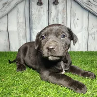Evie, a female German Shepherd Dog and Labrador Retriever for sale in Fort Wayne, IN – Photo 1 of 4