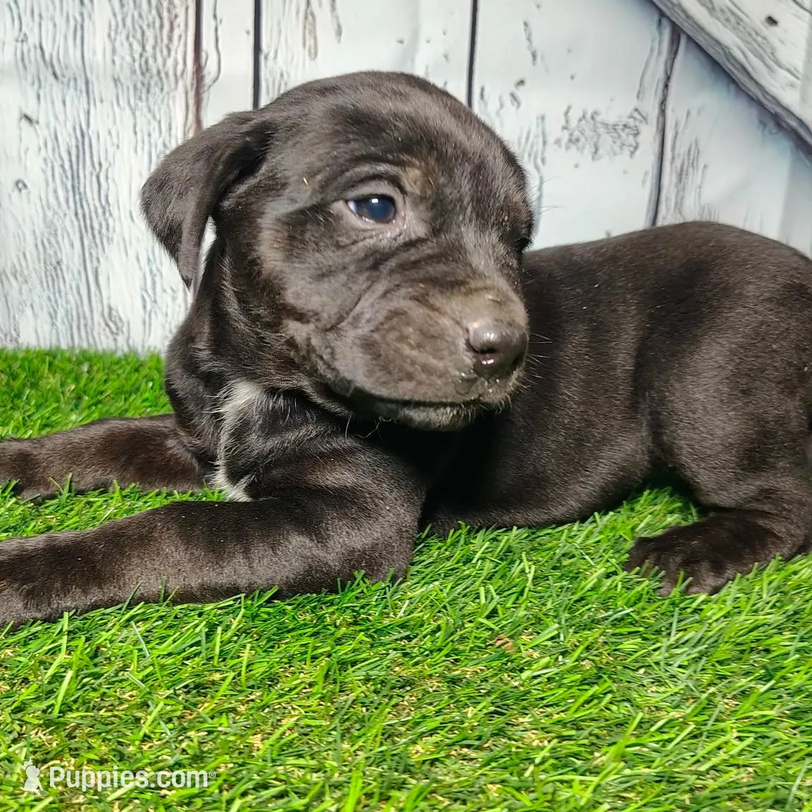 Evie, a female German Shepherd Dog and Labrador Retriever for sale in Fort Wayne, IN – Photo 2 of 4