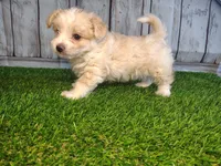Scout , a male Maltese for sale in Fort Wayne, IN – 5 of 5