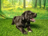 Nala, a female Golden Retriever and Labrador Retriever for sale in Fort Wayne, IN – 3 of 3