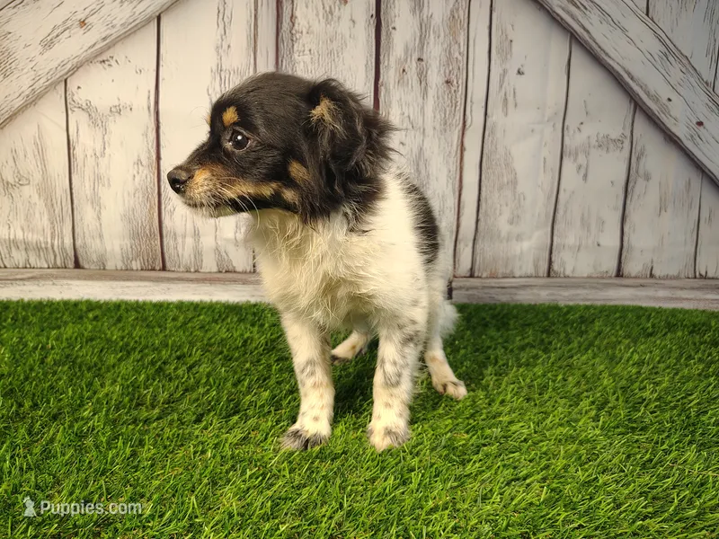 Lincoln – Pomeranian, Poodle - Miniature  puppy for sale in Fort Wayne, IN