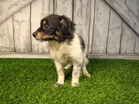 Lincoln, a male Pomeranian and Poodle - Miniature  for sale in Fort Wayne, IN – 1 of 3