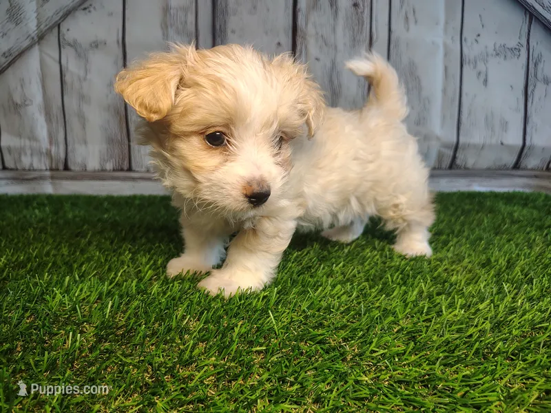 Scout  – Maltese, Poodle - Miniature  puppy for sale in Fort Wayne, IN