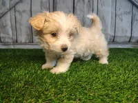 Scout , a male Maltese for sale in Fort Wayne, IN – 4 of 5