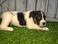 Axel, a male Australian Cattle Dog and Labrador Retriever for sale in Fort Wayne, IN – Photo 3 of 3