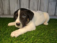 Axel, a male Australian Cattle Dog and Labrador Retriever for sale in Fort Wayne, IN – Photo 2 of 3