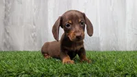 Mercury , a male Miniature Dachshund for sale in Fort Wayne, IN – 2 of 4
