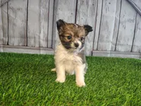 Lena, a female Pomeranian and Poodle - Miniature  for sale in Fort Wayne, IN – 4 of 8