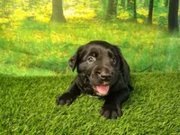 Nox, a male Golden Retriever and Labrador Retriever for sale in Fort Wayne, IN – 2 of 4