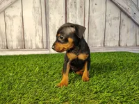 Ava , a female Miniature Pinscher for sale in Fort Wayne, IN – 3 of 6